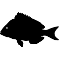 (image for) Fish 83 =