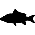 (image for) Fish 85 =
