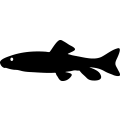 (image for) Fish 88 =