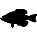 (image for) Fish 91 =