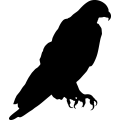 (image for) Bald Eagle 6 =