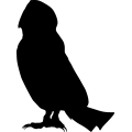 (image for) Barn Owl 1 =
