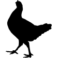 (image for) Chicken 3 _