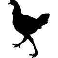 (image for) Chicken 4 _