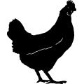 (image for) Chicken Hen 1 =