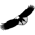 (image for) Eagle 13 =