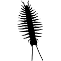 (image for) Centipede 1 _