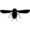 (image for) Fly 5 _