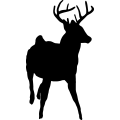 (image for) Buck 4 _