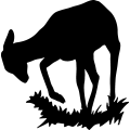 (image for) Deer 36 =