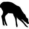 (image for) Deer 38 _