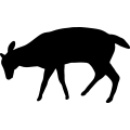 (image for) Deer 40 _
