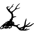 (image for) Deer Skull 2 =