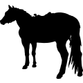 (image for) Horse 17 =