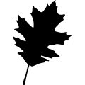 (image for) Leaf 117 _