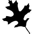 (image for) Leaf 127 _