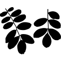 (image for) Leaf 20