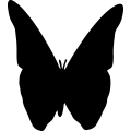 (image for) Butterfly 1a _