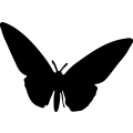 (image for) Butterfly 4a _