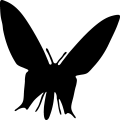 (image for) Butterfly 5a _