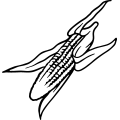 (image for) Corn Ear 2 =