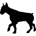 (image for) Bull Terrier 10 _