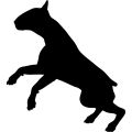 (image for) Bull Terrier 11 _