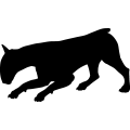 (image for) Bull Terrier 12 _