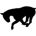 (image for) Bull Terrier 13 =