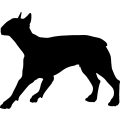(image for) Bull Terrier 14 _