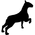 (image for) Bull Terrier 23 _