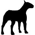 (image for) Bull Terrier 25 _