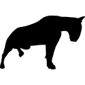 (image for) Bull Terrier 33 _