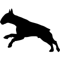 (image for) Bull Terrier 5 _