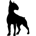 (image for) Bull Terrier 9 _