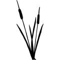 (image for) Cattails 2 _