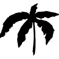 (image for) Palm 38 _