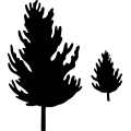 (image for) Tree 10 -