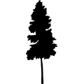 (image for) Tree 16 _