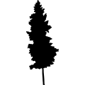 (image for) Tree 17 _