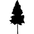 (image for) Tree 18 _