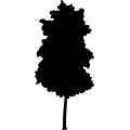 (image for) Tree 19 _