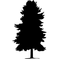 (image for) Tree 22 _