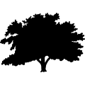 (image for) Tree 31 =