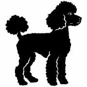 Poodle