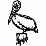 (image for) singles pelican scene  bird